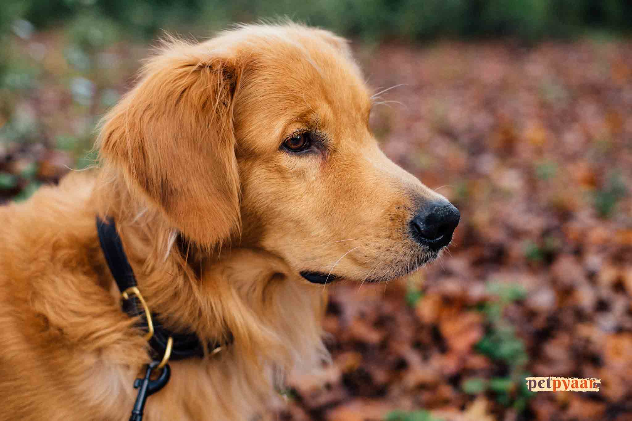 Golden Retriever Puppy Care: Preparing Your Home and Training Tips in India